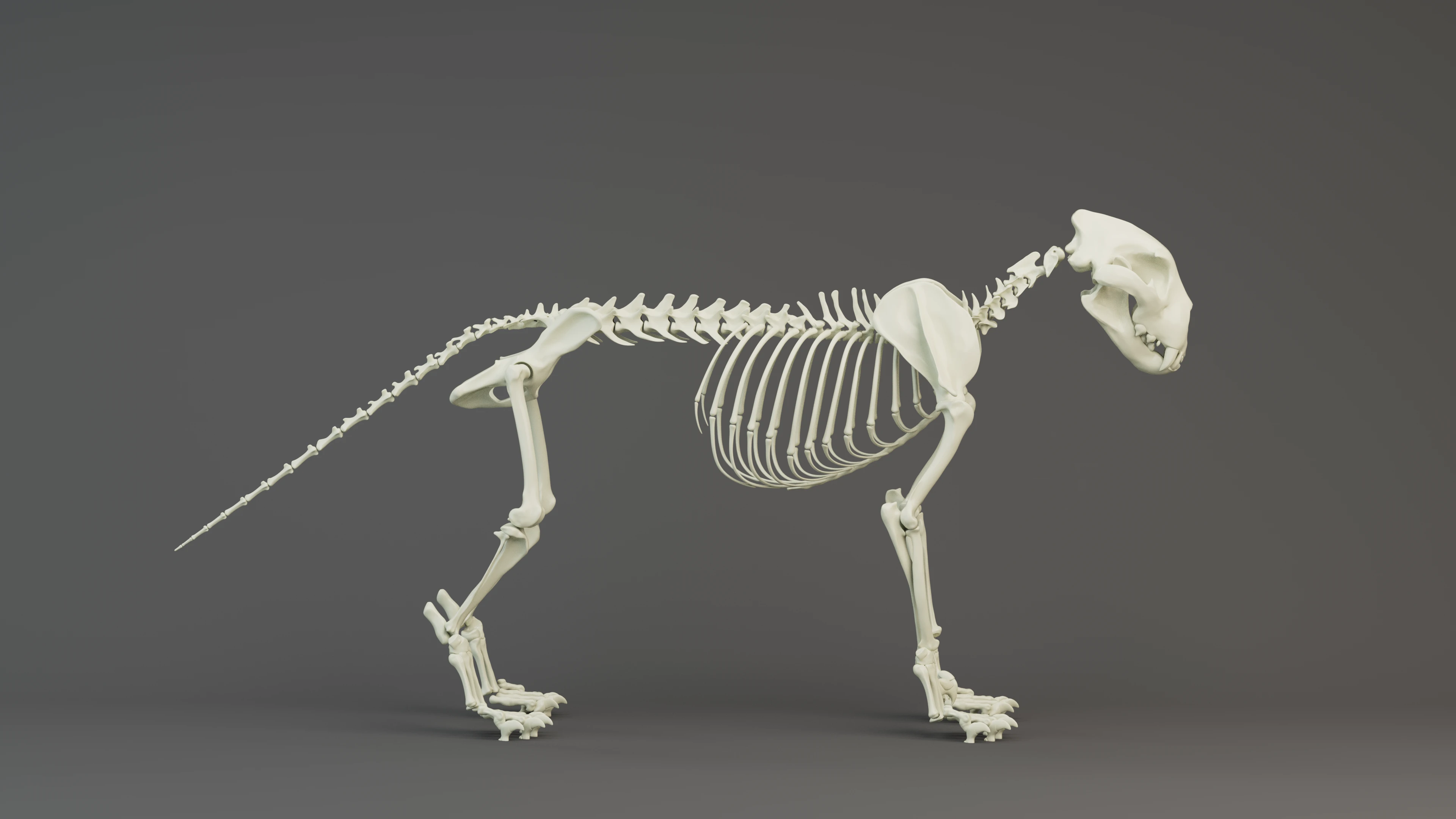 Simba_Lion_Bones_v2.png