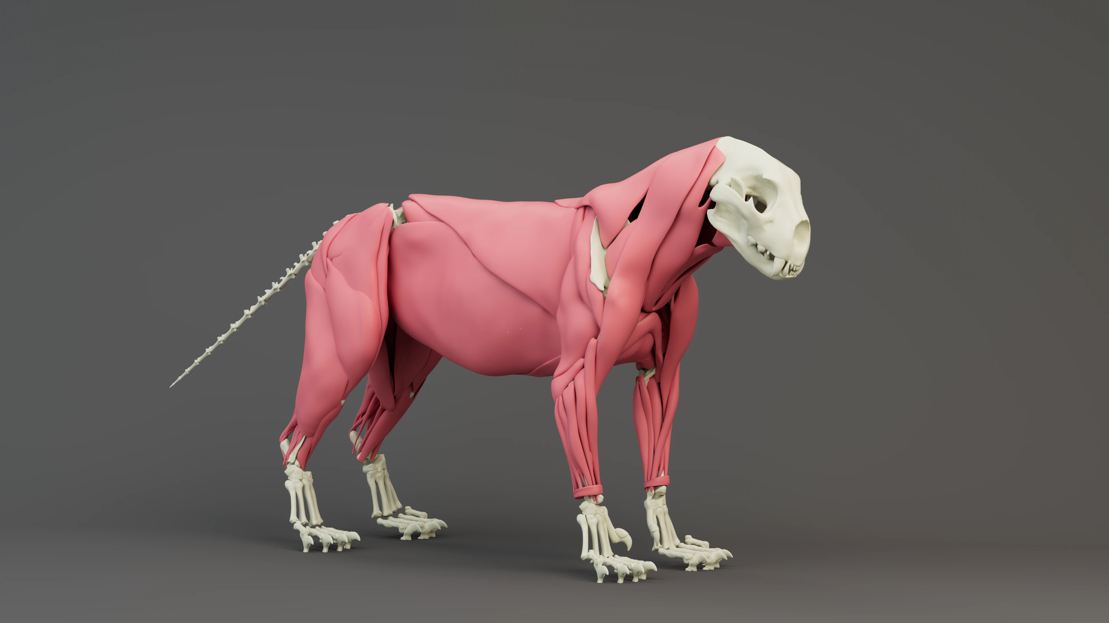 Simba_Lion_Muscles.png