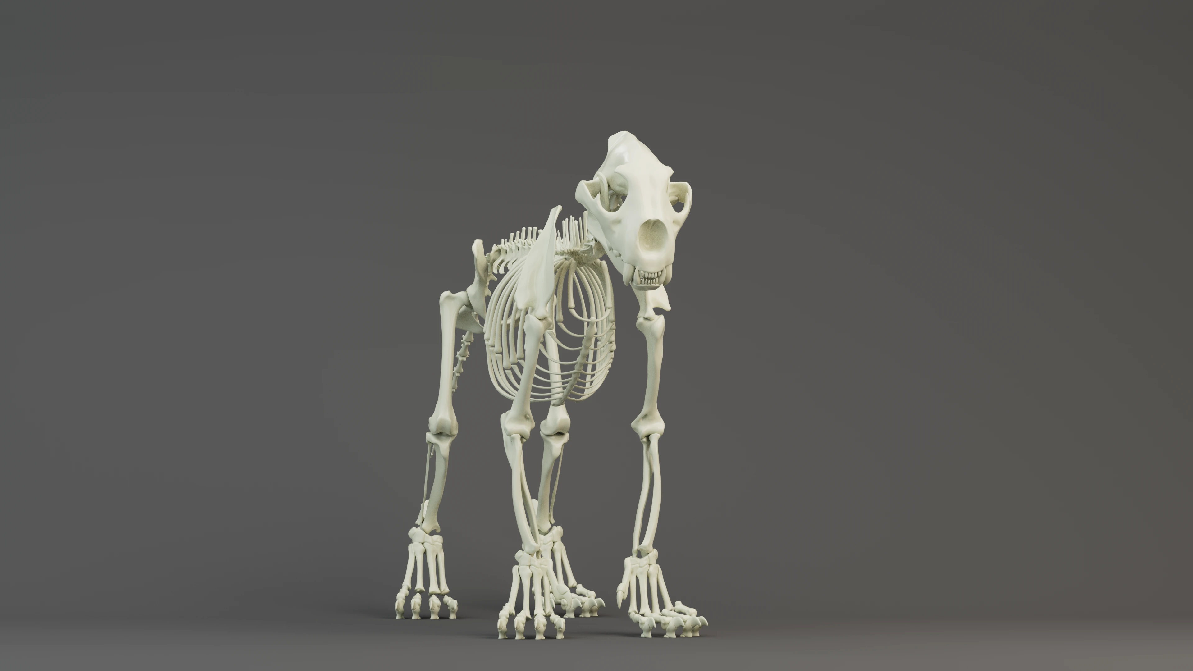 Simba_Lion_Bones_v1.png