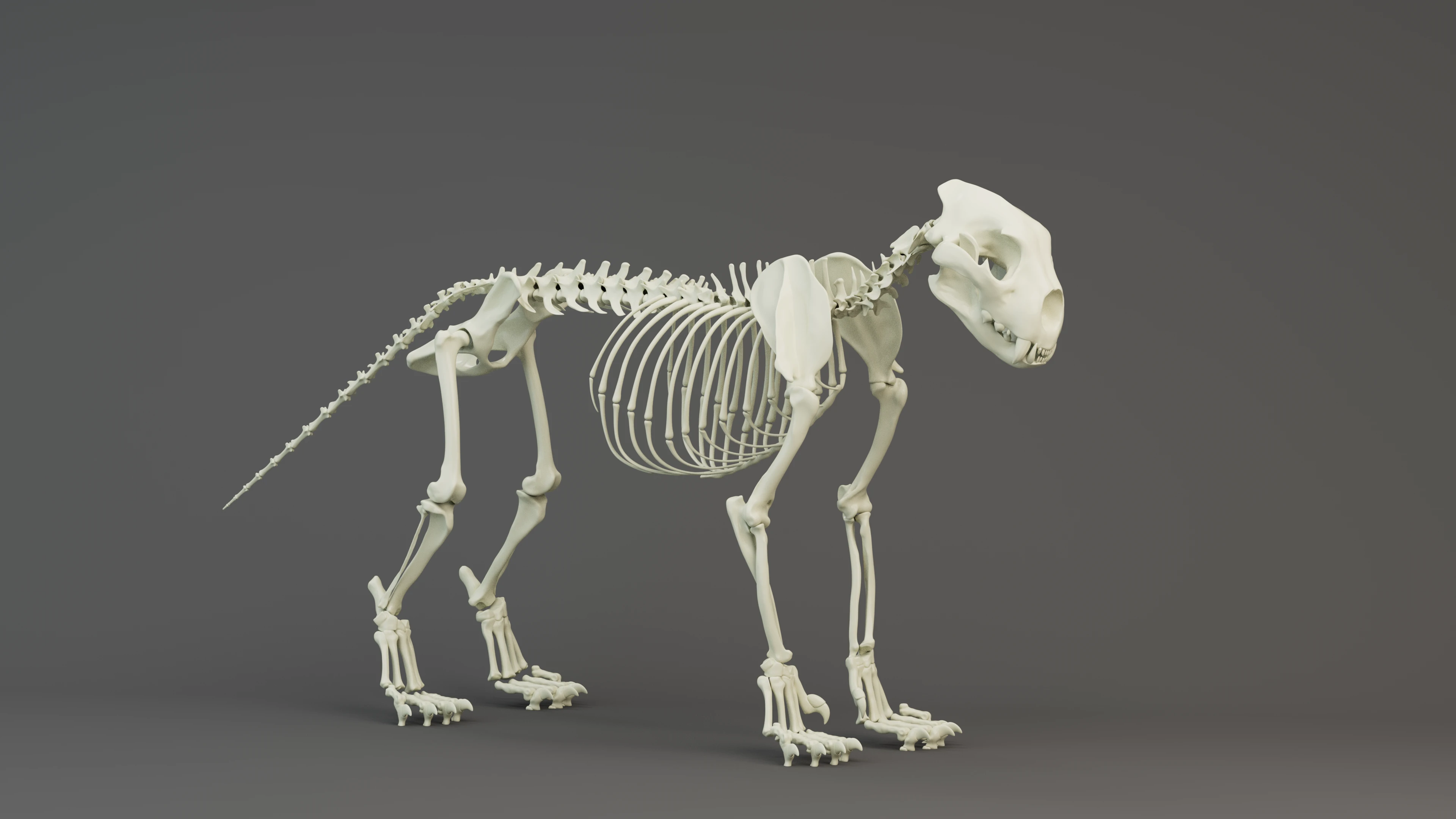 Simba_Lion_Bones.png