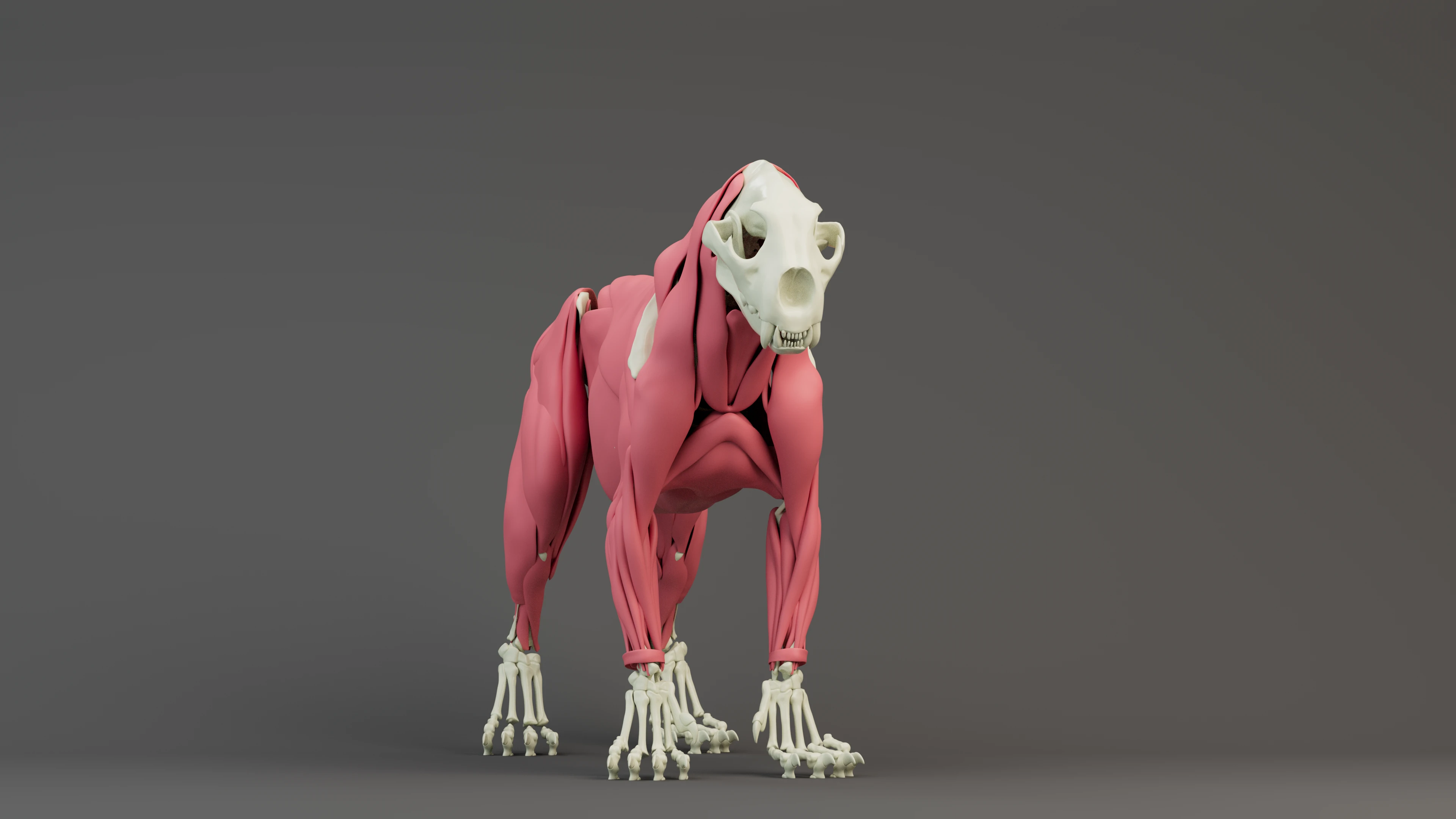 Simba_Lion_Muscles_v1.png